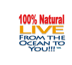 NATURE'S OCEAN - Natural White Aragonite - 4.54kg - Sable vivant